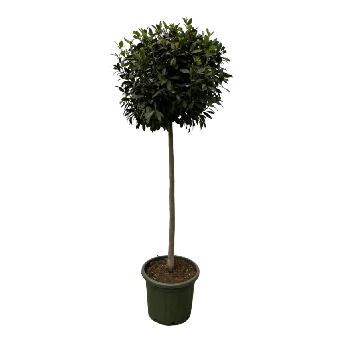 Echter Lorbeer Laurus Nobilis - 200 cm - Ø 45 cm - Wurzelwerk Design
