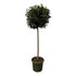 Echter Lorbeer Laurus Nobilis - 200 cm - Ø 45 cm - Wurzelwerk Design