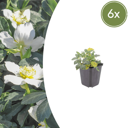 Sechs Everspring Helleborus orientalis Pflanzkübel, ca. 10-25 cm hoch, mit weißen Blüten und grünen Blättern, Nahaufnahme