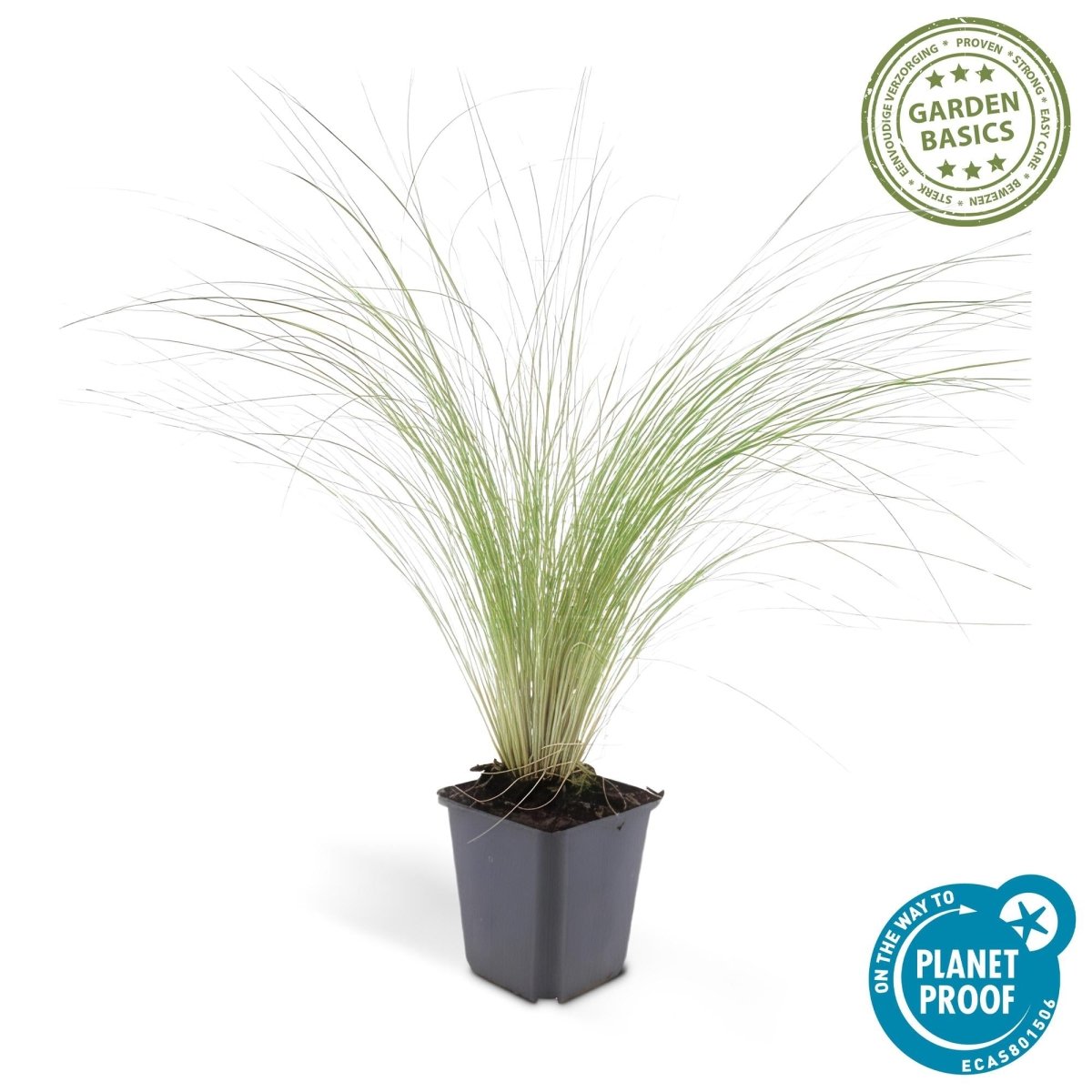 24x Stipa tenuissima ‘Ponytails’ – Mexikanisches Federgras für moderne &amp; naturnahe Beete – Höhe 10–25 cm – Ø 9 cm - Wurzelwerk Design
