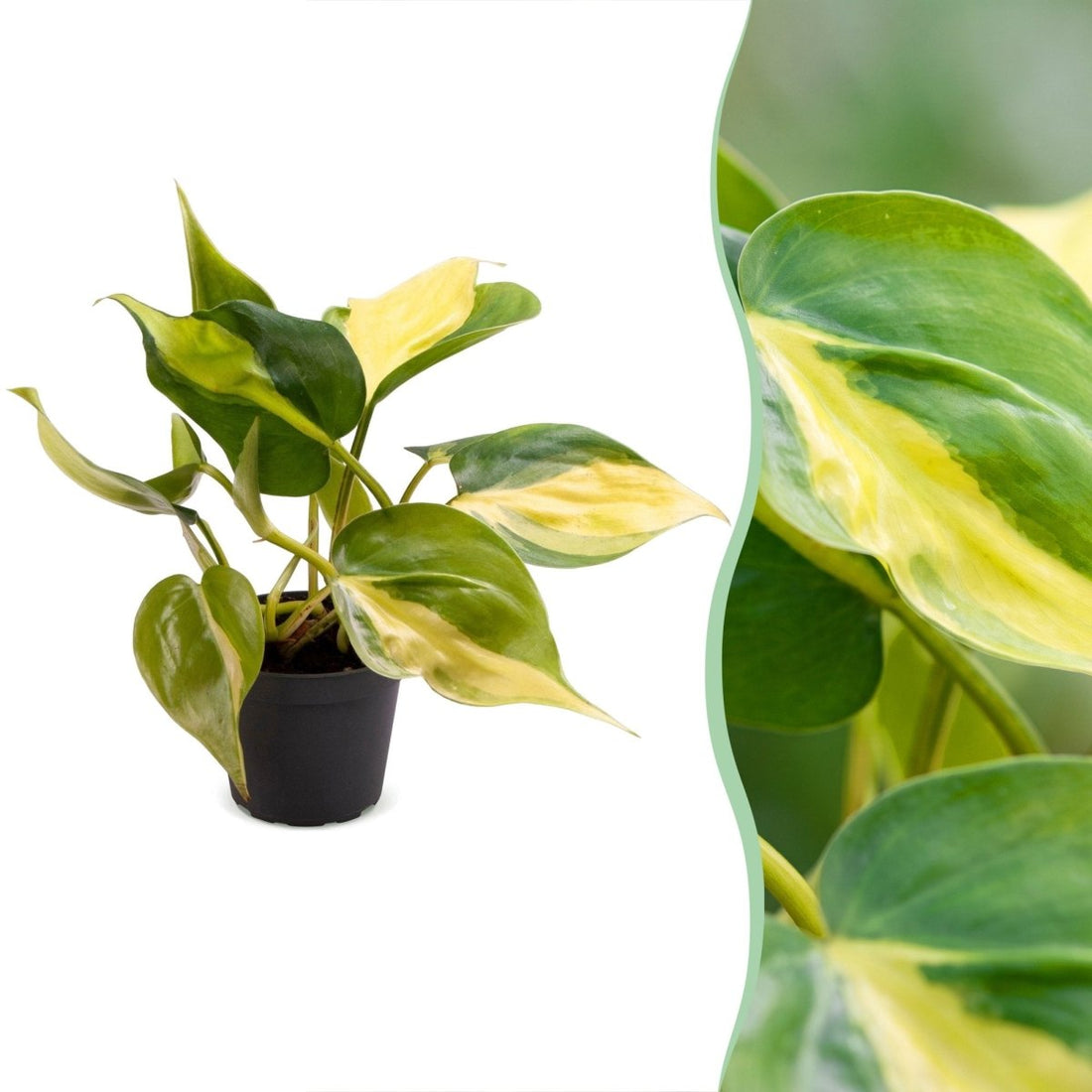 Kletterphilodendron &