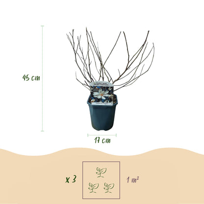 Magnolia Stellata - Blüte Weiß - 1 Pflanze - Laubabwerfend - Wenig Pflege - Topf 17cm Höhe 45cm