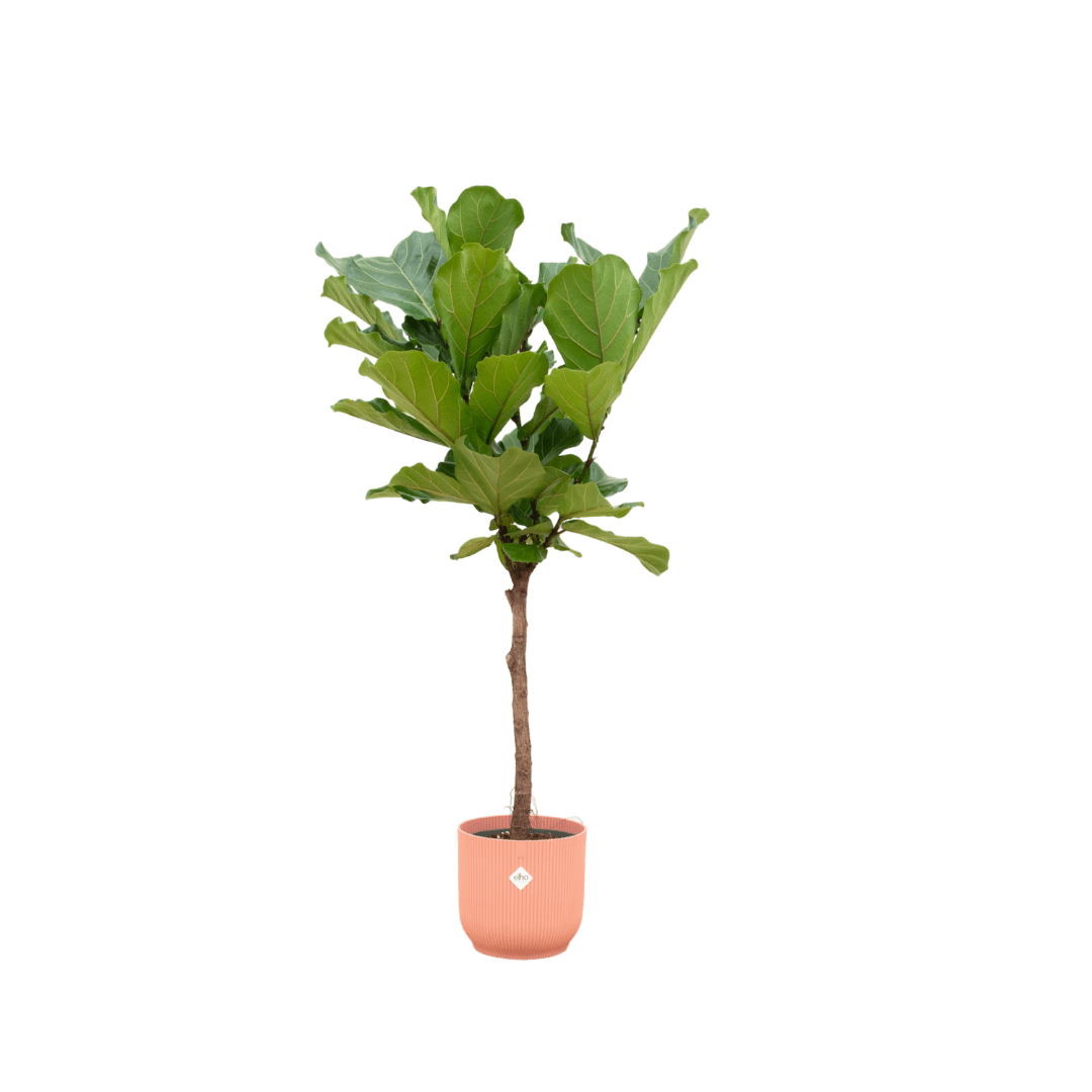 Ficus Lyrata mit Topf – Elegante Geigenfeige für Innen - Wurzelwerk Design