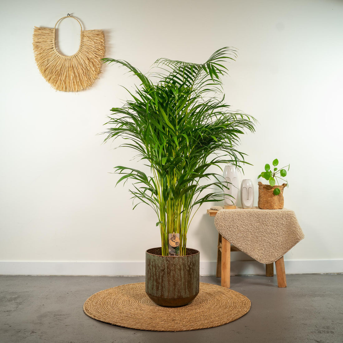 Areca-Palme von Everspring, 21 cm Durchmesser, 130 cm hoch, grüne Zimmerpflanze mit üppigem Blattwerk.