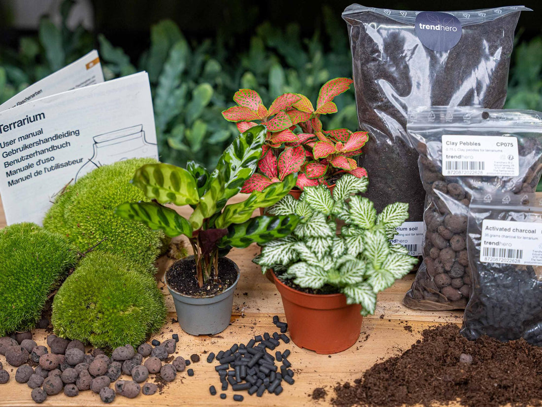 Everspring Nachfüllpackung und Starterset für Calathea Lancifolia Pflanzenterrarium, inklusive Pflanze und Zubehör, in Thumbnail-Ansicht