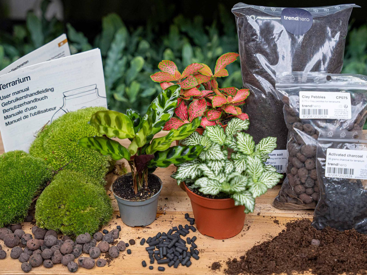 Everspring Nachfüllpackung und Starterset für Calathea Lancifolia Pflanzenterrarium, inklusive Pflanze und Zubehör, in Thumbnail-Ansicht