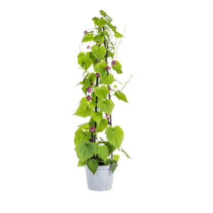 Purpur - Glockenwinde &