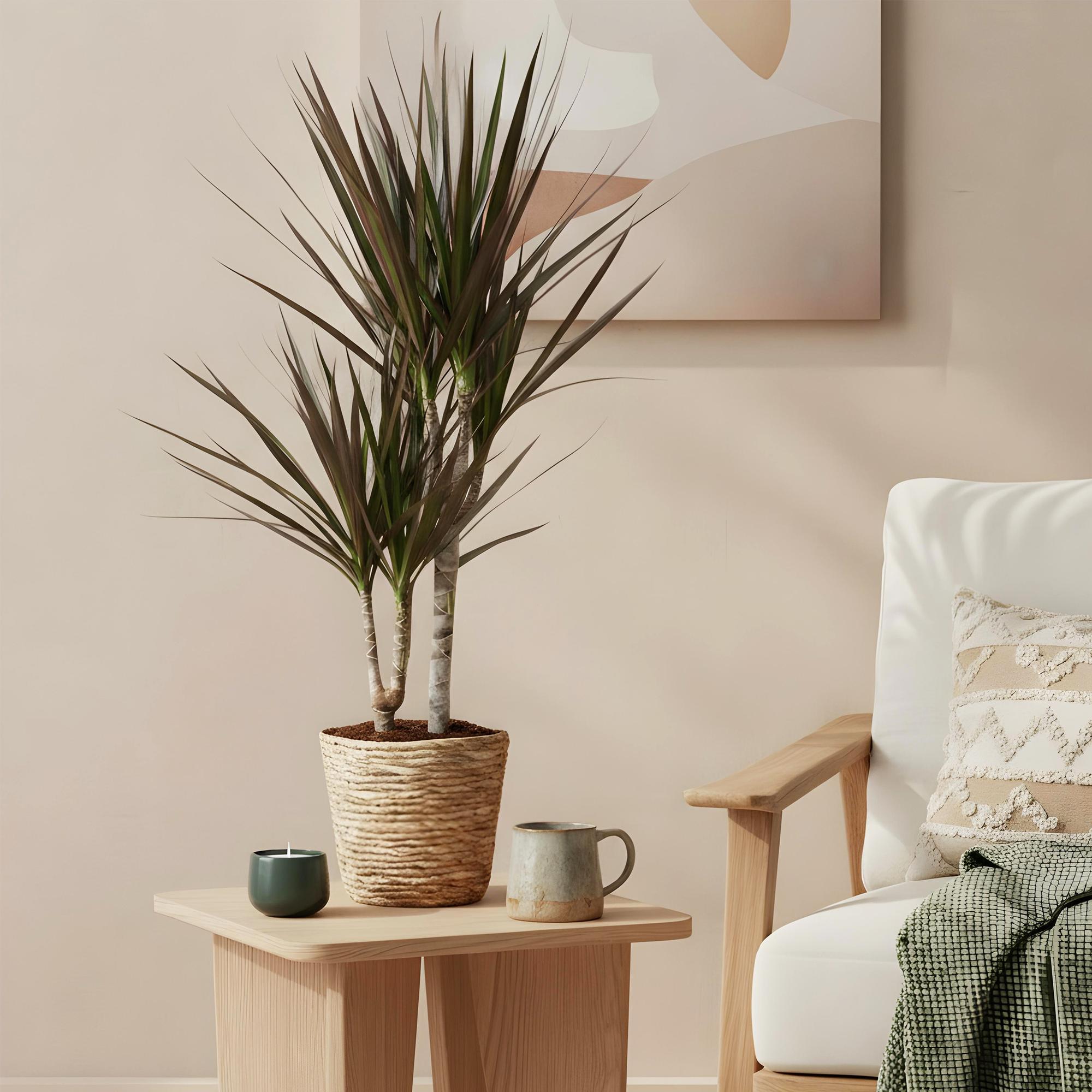 Everspring Dracaena Magenta, Drachenbaum in Korb, grüne Pflanze in verschiedenen Größen, Zimmerpflanze mit langen Blättern