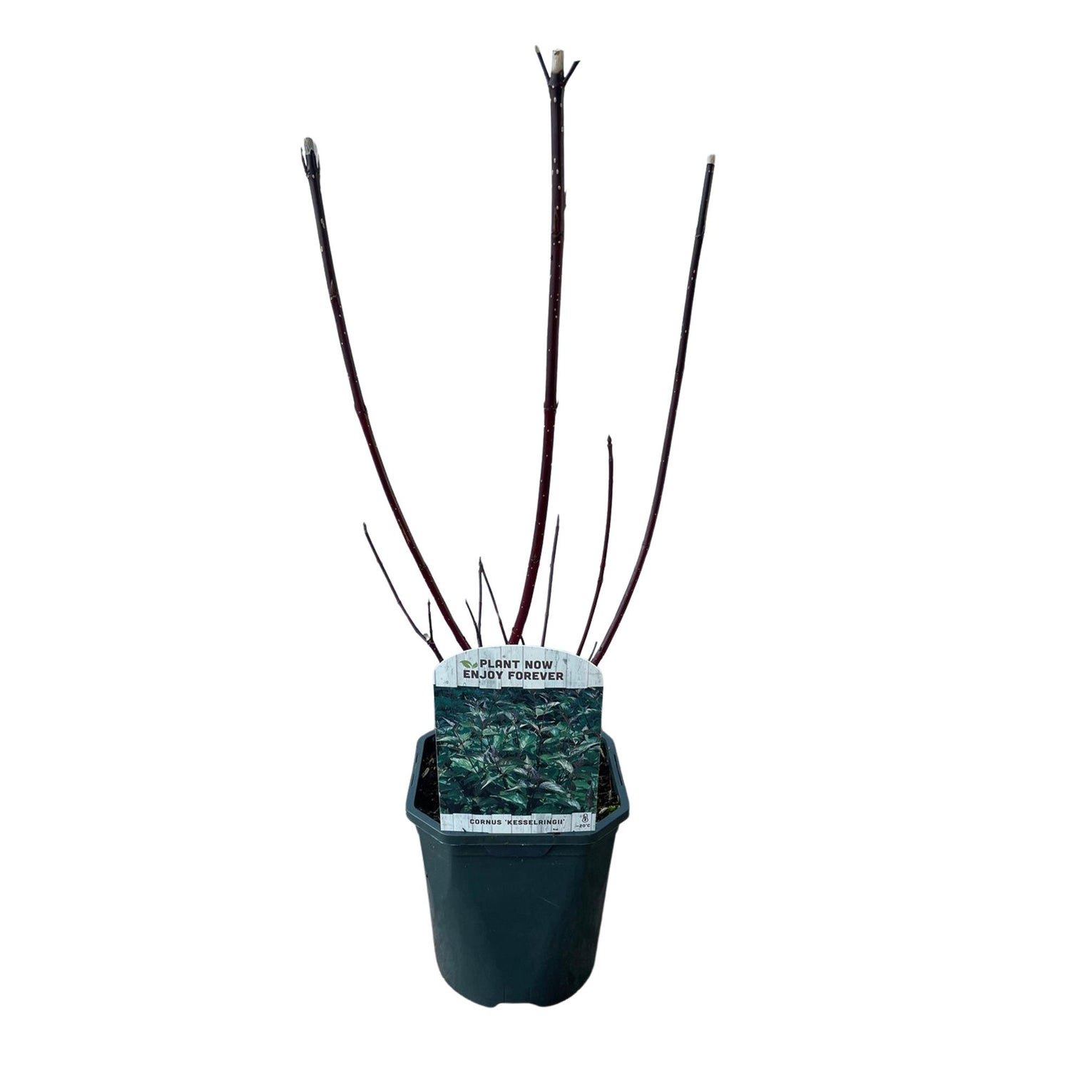 Cornus alba Kesselringii Pflanze mit violetten Zweigen, laubabwerfend, in 17cm Topf, wenig Pflege, Everspring