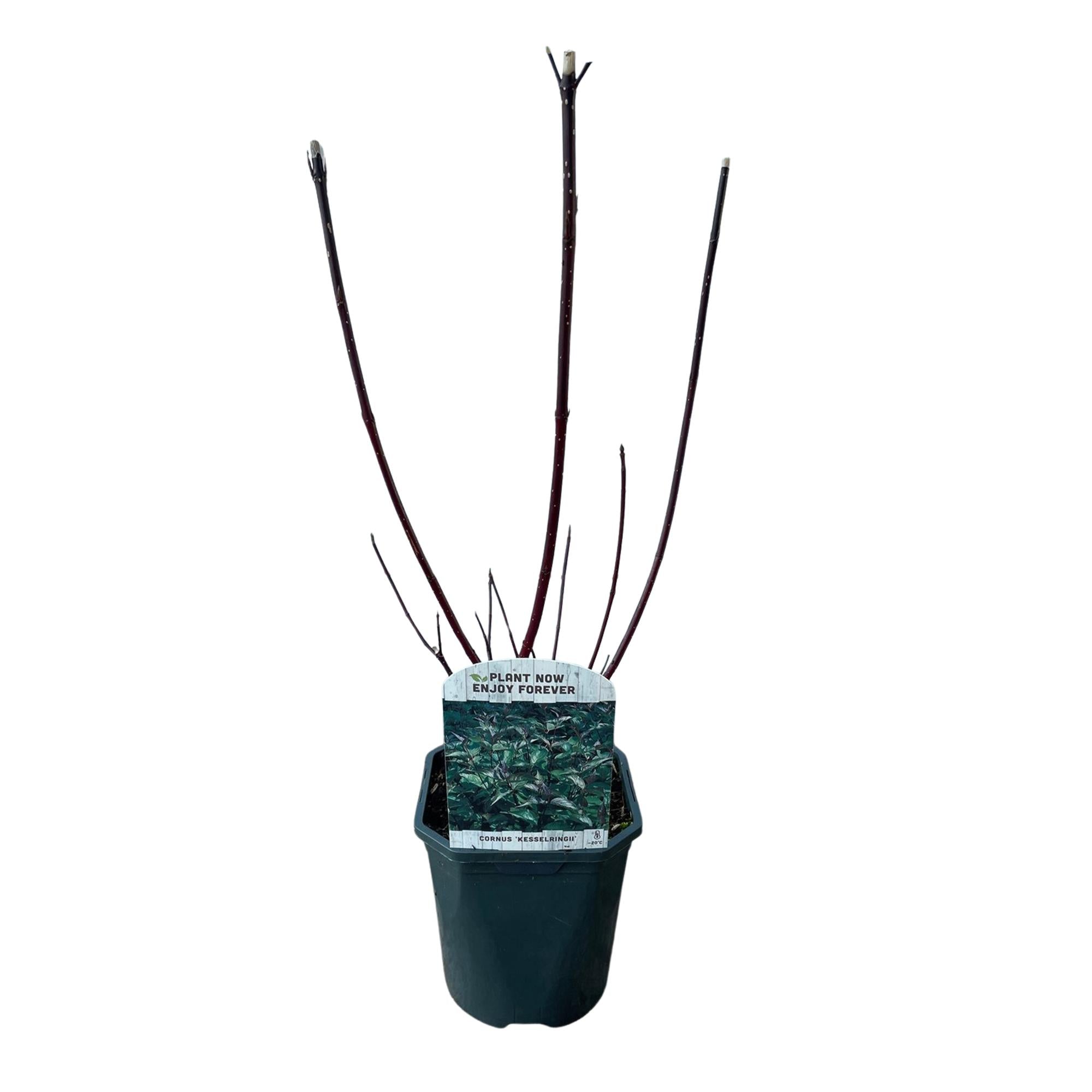 Cornus alba Kesselringii Pflanze mit violetten Zweigen, laubabwerfend, in 17cm Topf, wenig Pflege, Everspring