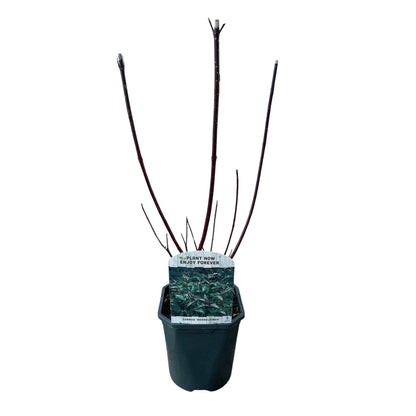 Cornus alba Kesselringii Pflanze mit violetten Zweigen, laubabwerfend, in 17cm Topf, wenig Pflege, Everspring