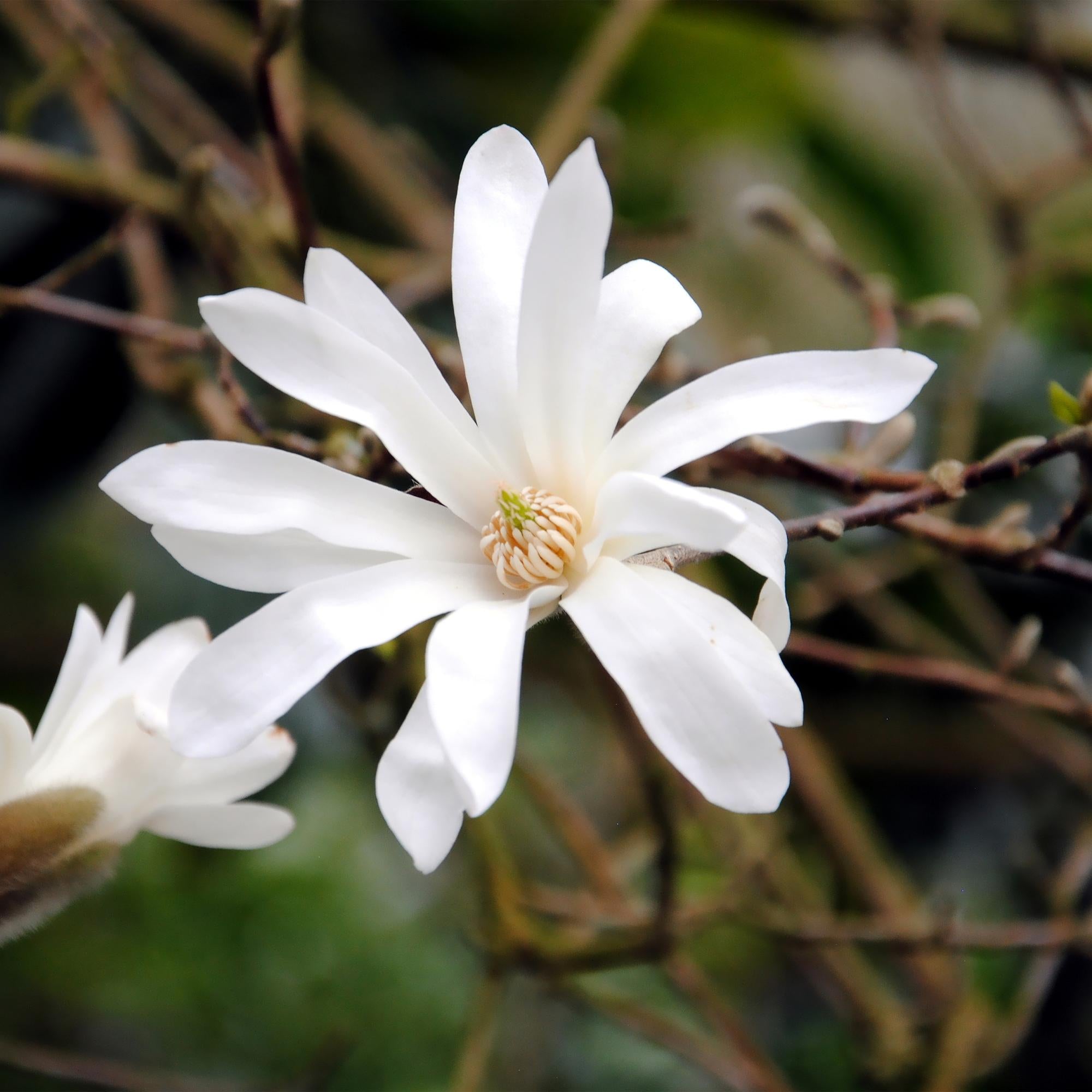 Magnolia Stellata - Blüte Weiß - 1 Pflanze - Laubabwerfend - Wenig Pflege - Topf 17cm Höhe 45cm