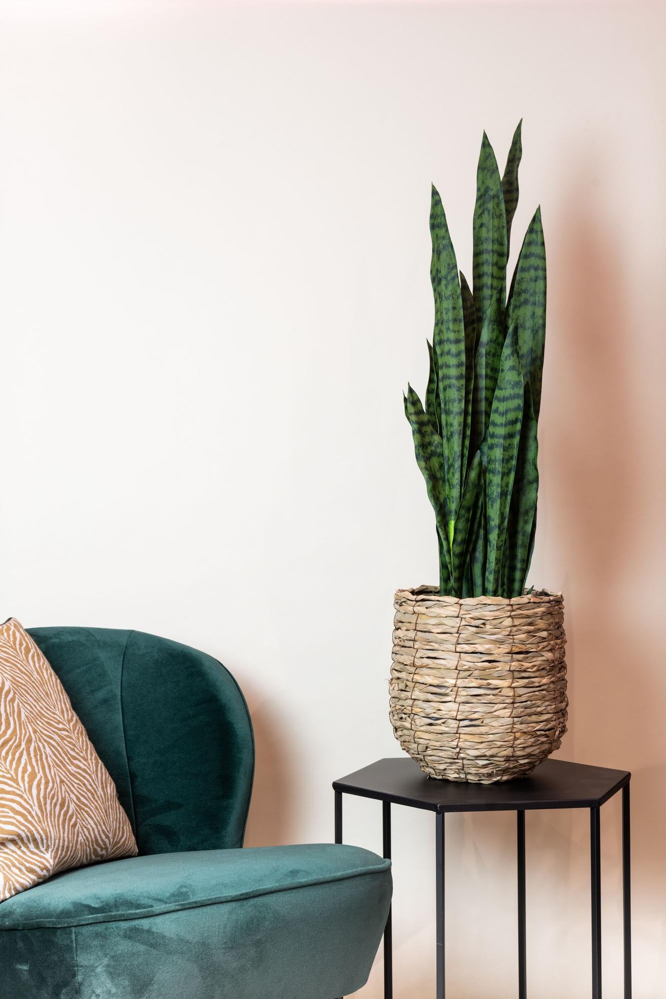 Künstliche Sansevieria ‘Black Coral’ Pflanze von Everspring, 97 cm hoch, mit dunklen, schwertförmigen Blättern.