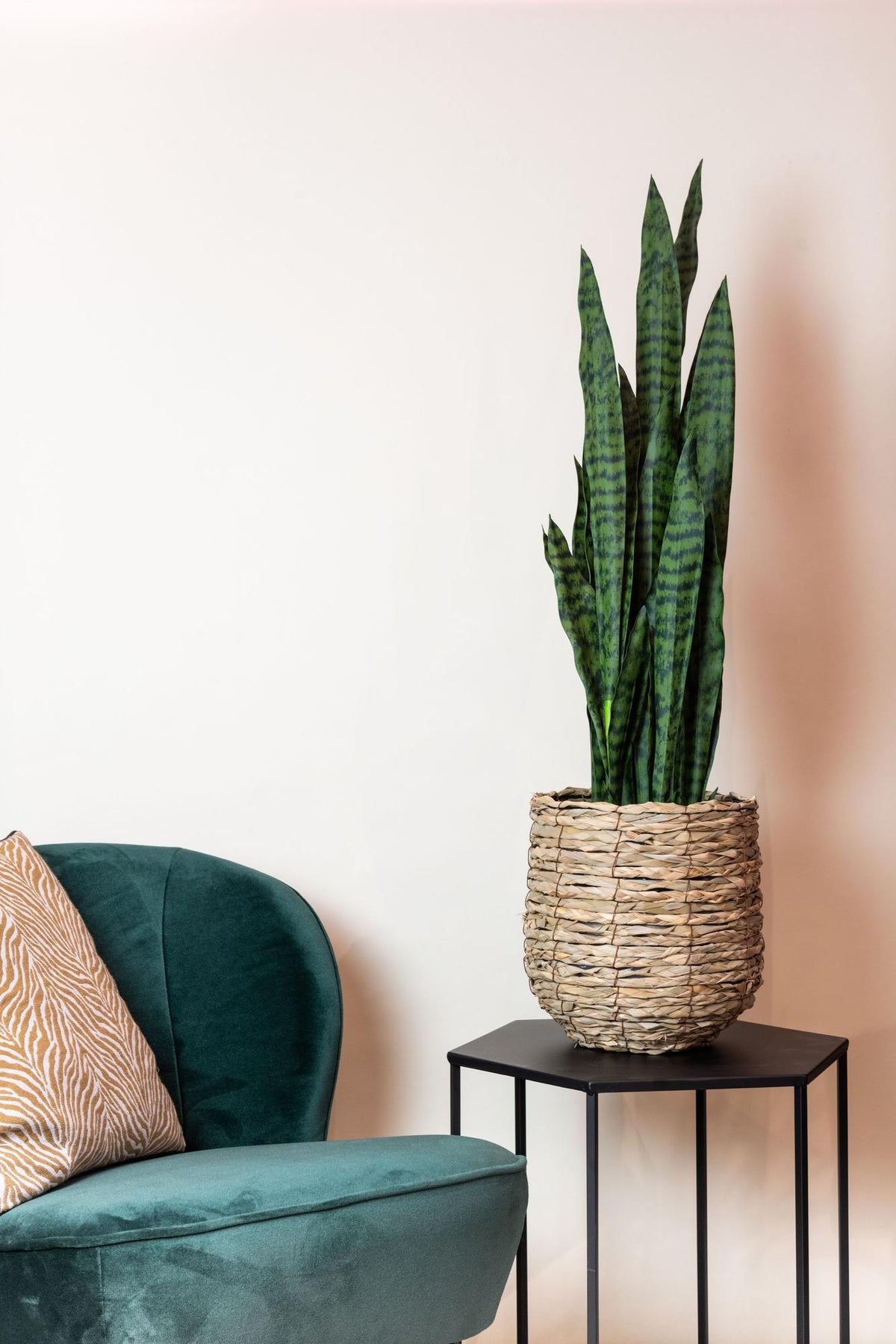 Künstliche Sansevieria ‘Black Coral’ Pflanze von Everspring, 97 cm hoch, mit dunklen, schwertförmigen Blättern.