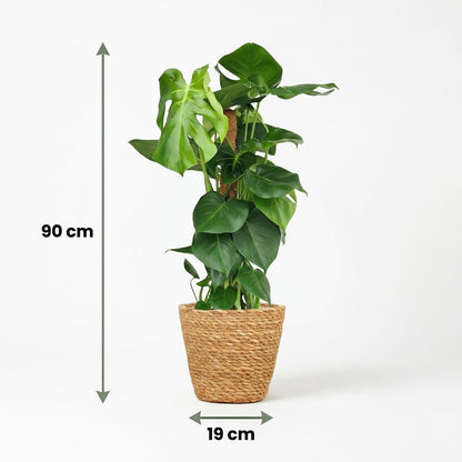 Monstera Deliciosa am Moosstab kaufen | Fensterblatt, 90 cm