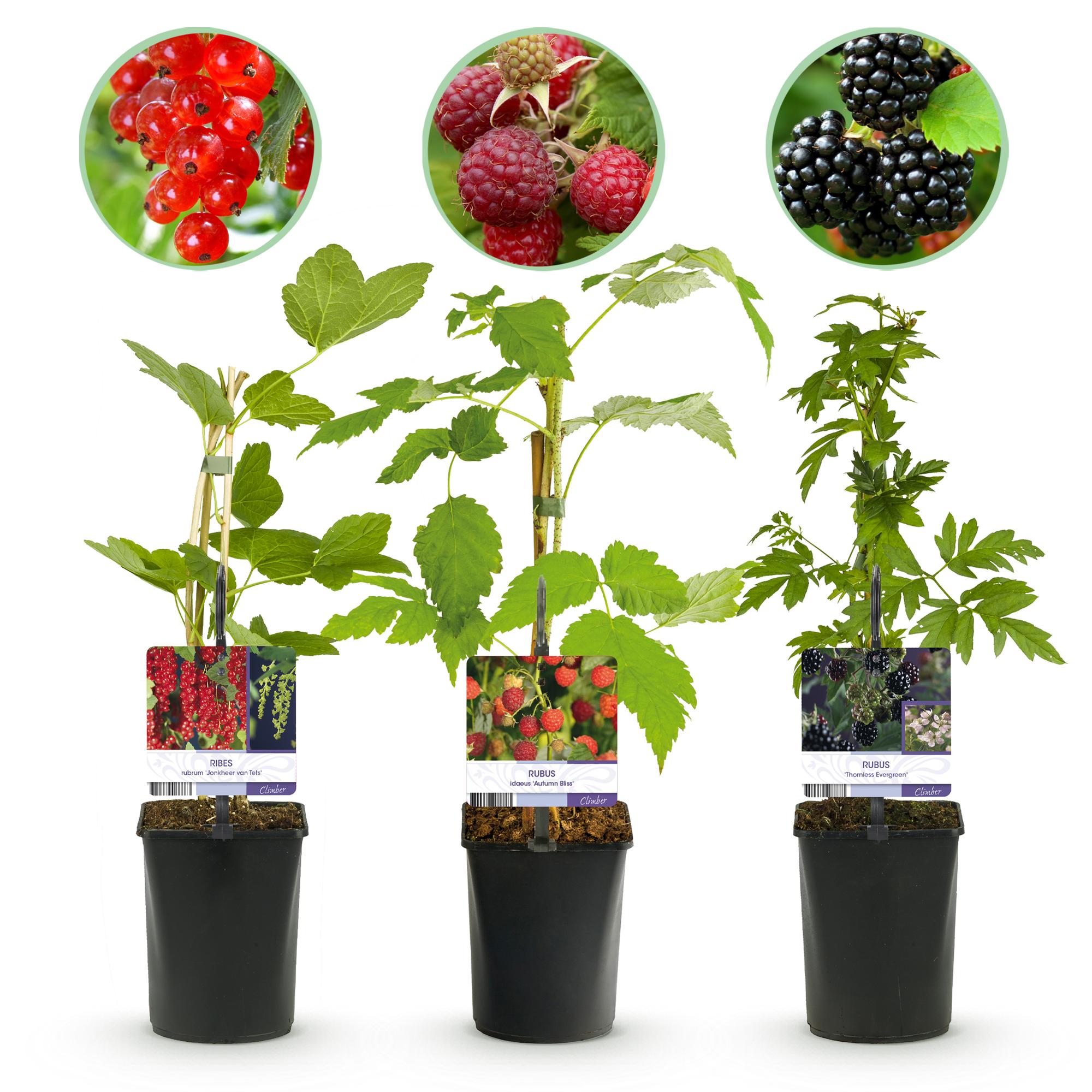 Obstpflanzenmix mit roter Johannisbeere, roter Himbeere und schwarzer Brombeere in 11cm-Topf, Everspring, Höhe 40cm