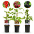 Obstpflanzenmix mit roter Johannisbeere, roter Himbeere und schwarzer Brombeere in 11cm-Topf, Everspring, Höhe 40cm