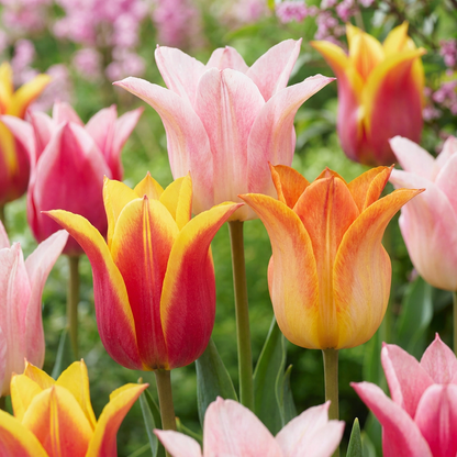 Tulpen-Mischung Ballade – Tulipa online kaufen | 12 bis 96 Blumenzwiebeln, elegant &amp; langstielig – Wurzelwerk Design