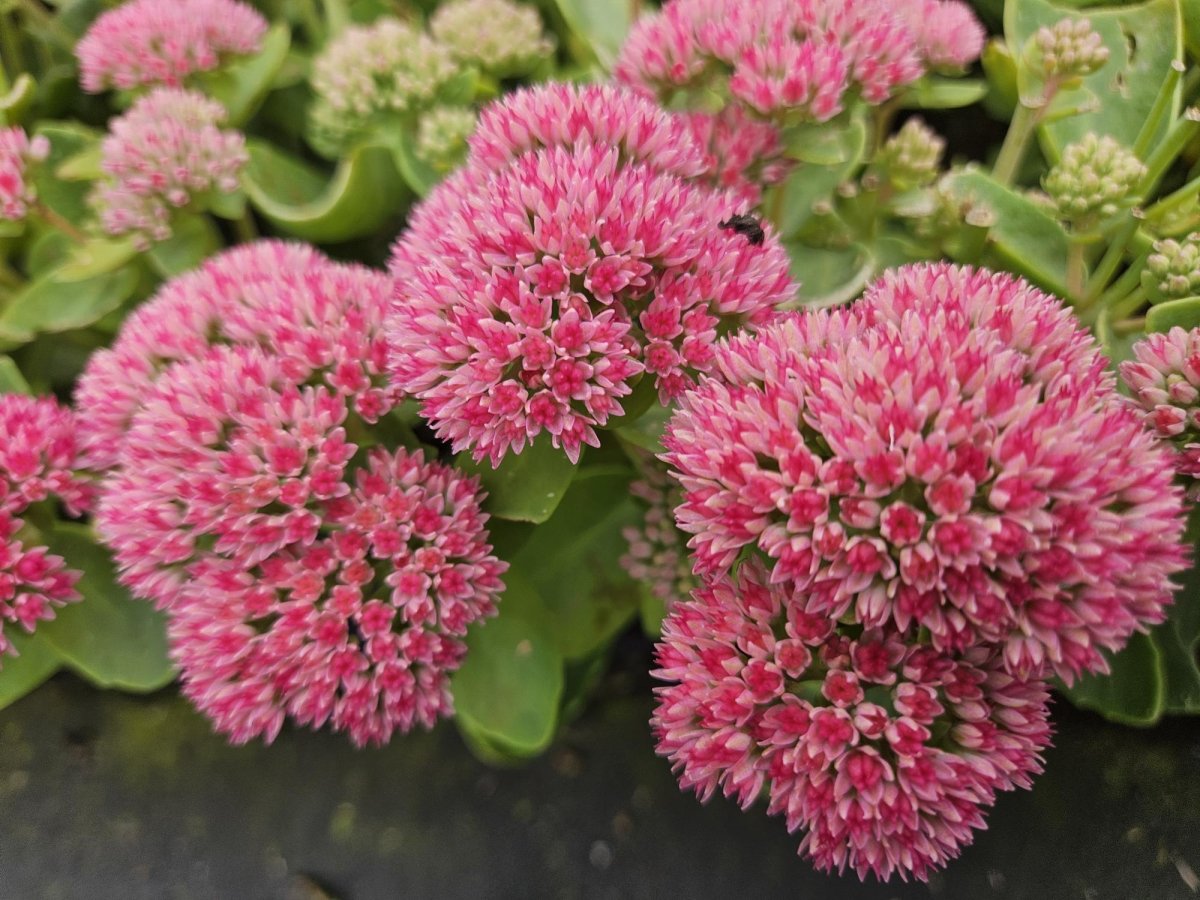 Sedum ‘Herbstfreude’ – 24 Stück, Ø 9 cm Topf, Wuchshöhe 10 - 25 cm – Pflegeleichte, winterharte Staude mit spätem Blütenzauber - Wurzelwerk Design