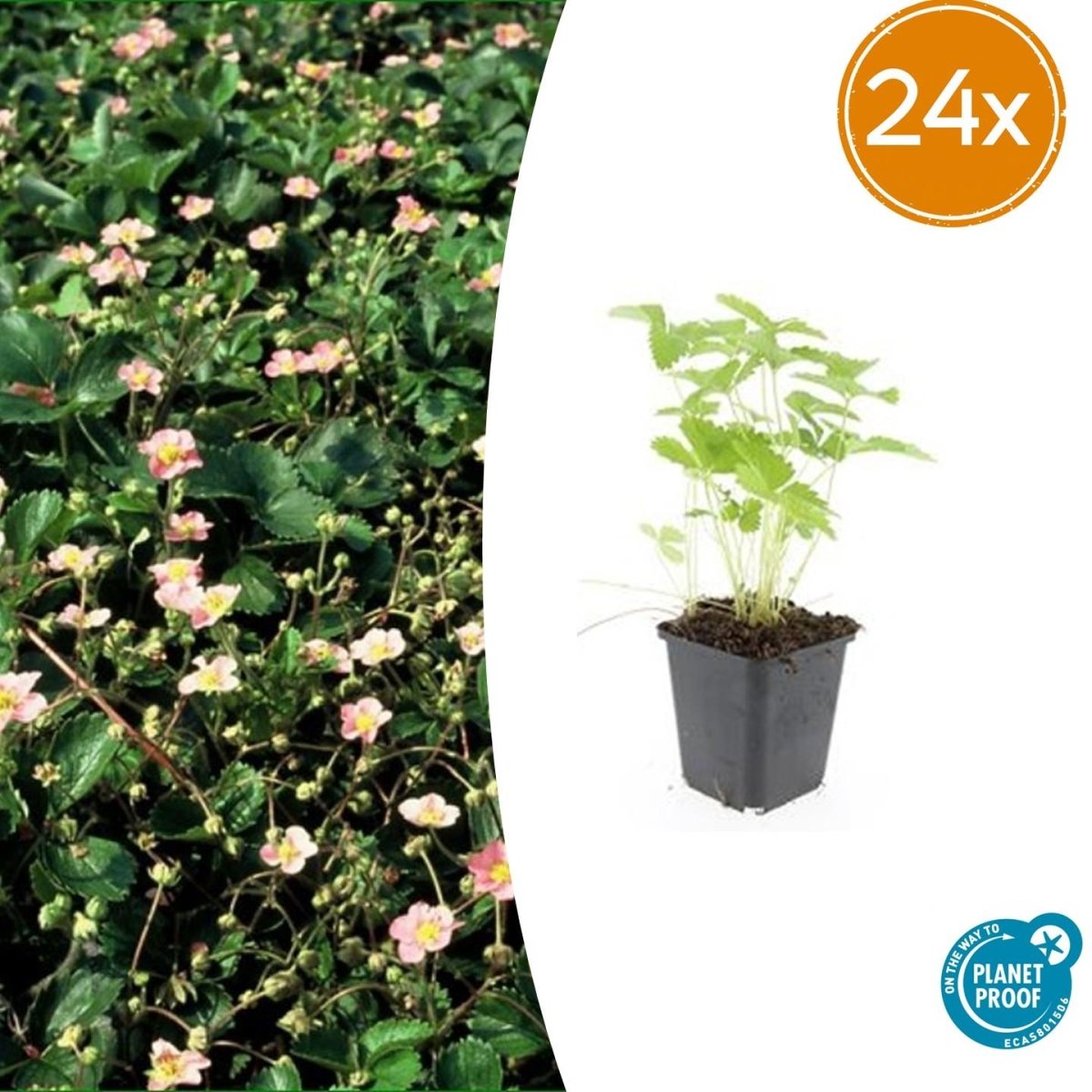 24x Fragaria vesca – Wald - Erdbeere für Garten &amp; Beet – Höhe 10–25 cm – Ø 9 cm Topf - Wurzelwerk Design