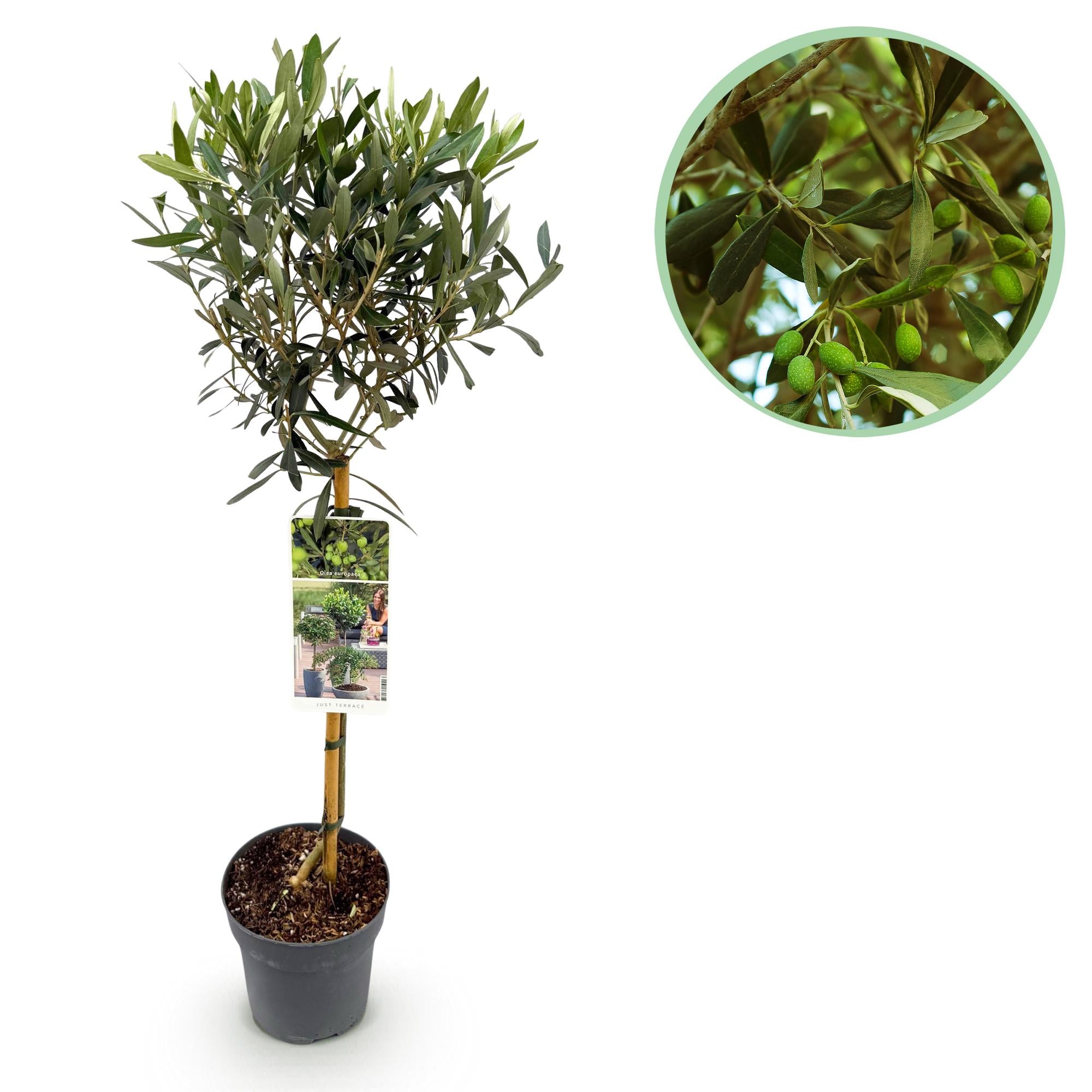 Olivenbaum Olea europaea in Topf, ca. 90 cm hoch, Terrassenpflanze, Everspring, grüne Blätter, robustes Gehölz