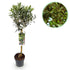 Olivenbaum Olea europaea in Topf, ca. 90 cm hoch, Terrassenpflanze, Everspring, grüne Blätter, robustes Gehölz