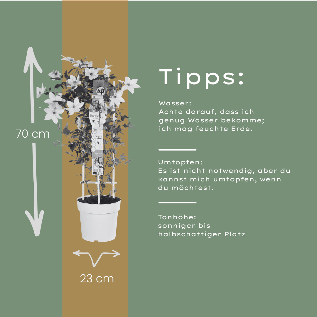 Clematis Garland Tsukiko kaufen | Kletterpflanze – Topf Ø 23 cm - Wurzelwerk Design