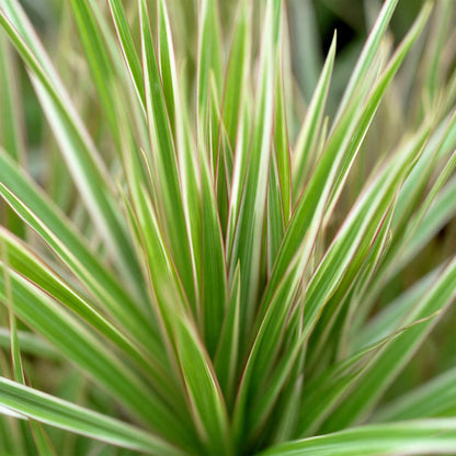 Everspring Dracaena Marginata Bicolor, Drachenbaum im Korb, verschiedene Größen 70-75cm oder 90-100cm, Zimmerpflanze