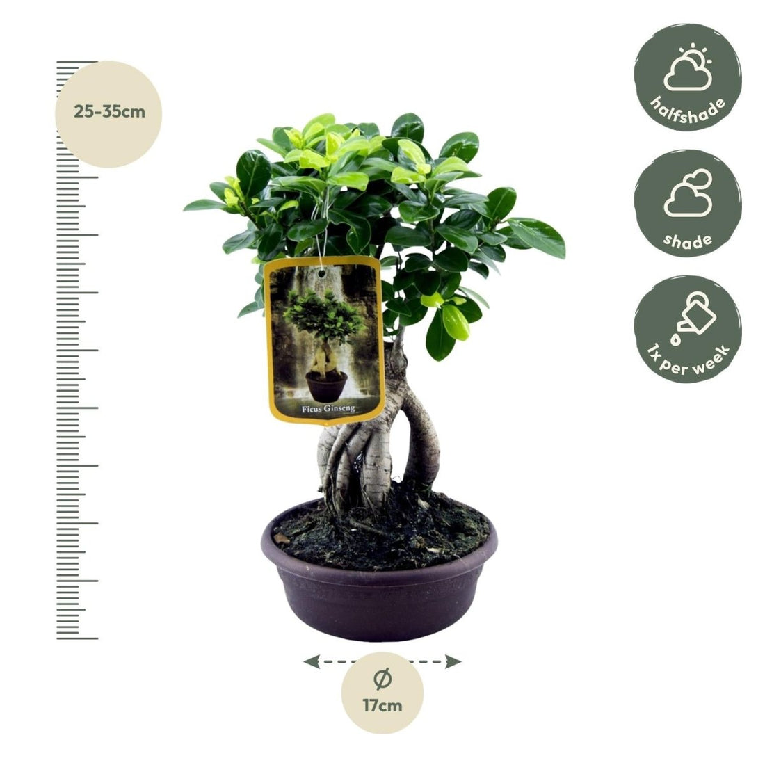 Ficus Microcarpa Ginseng – Eleganter Bonsai für Innenräume - Wurzelwerk Design