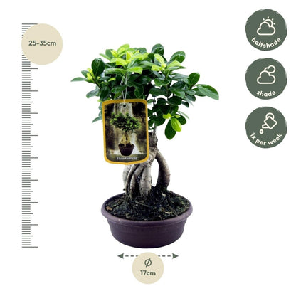 Ficus Microcarpa Ginseng – Eleganter Bonsai für Innenräume - Wurzelwerk Design