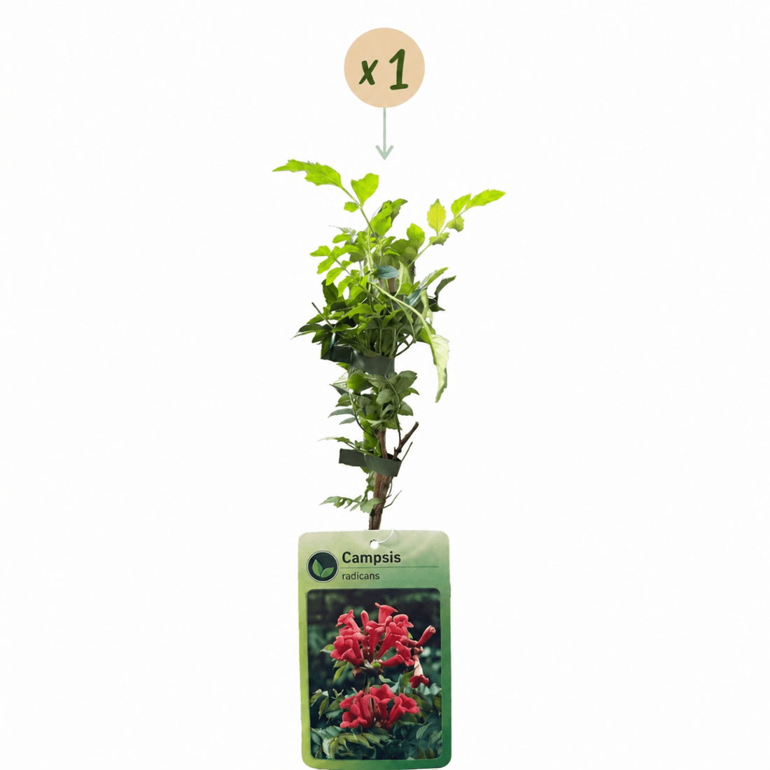 Trompetenblume kaufen – Campsis radicans | orange-rot, Ø 9 cm, Höhe 35 cm - Wurzelwerk Design