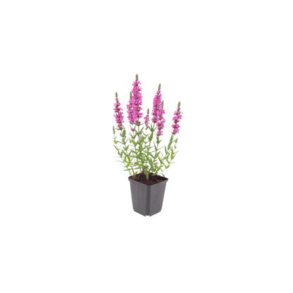 Sechs Blutweiderich Stauden im 6er-Set, ideal für Teichränder, Feuchtbeete und naturnahe Gärten, von Everspring