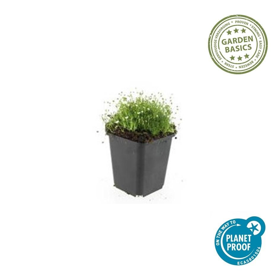 Sagina subulata – 24 Pflanzen Ø 9 cm Höhe 10–25 cm – Immergrüner, trittfester Moos - Bodendecker für sonnige &amp; halbschattige Lagen - Wurzelwerk Design
