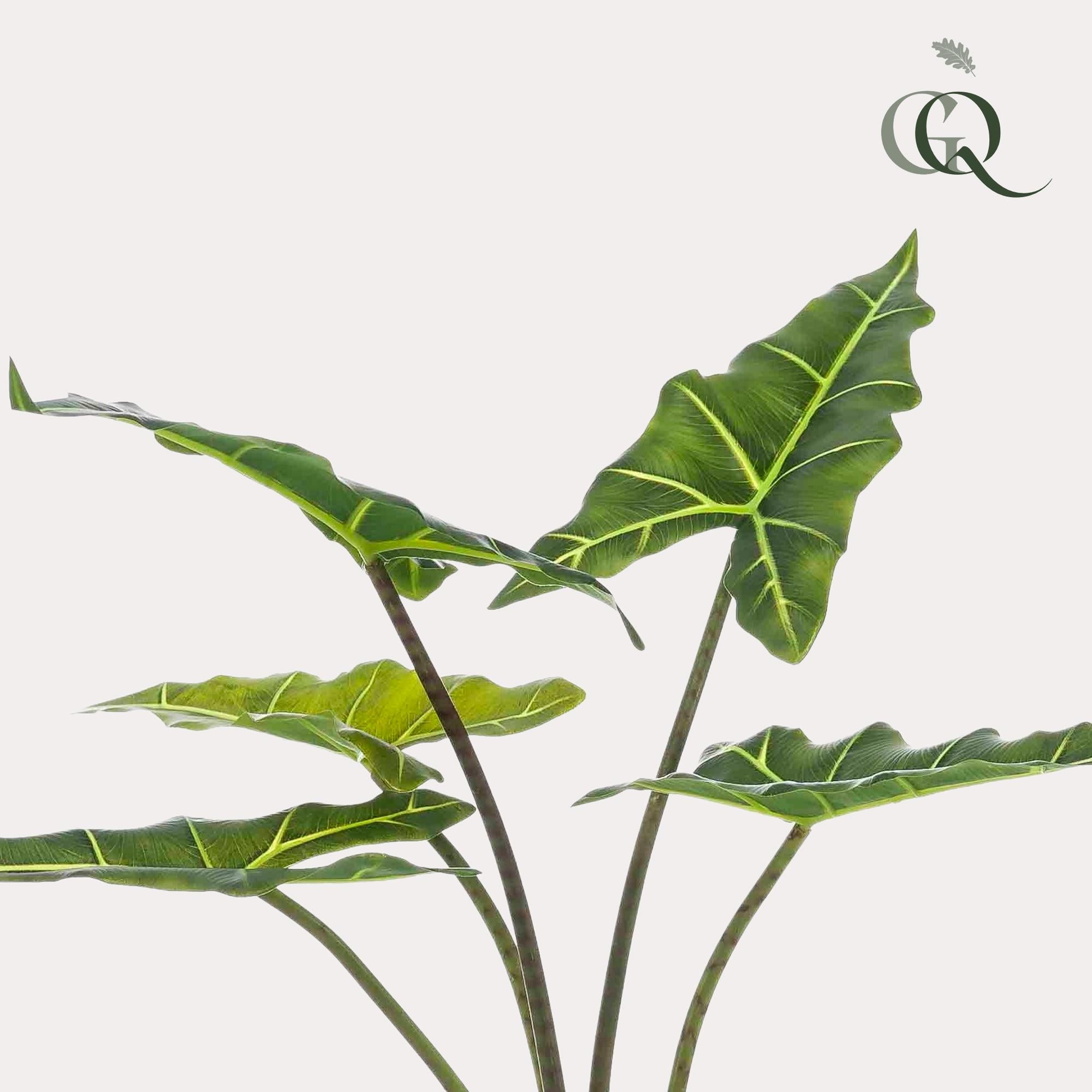 Kunstpflanze Alocasia Frydek von Everspring, 80cm oder 120cm, detailreiche grüne Zimmerpflanze als Dekoration