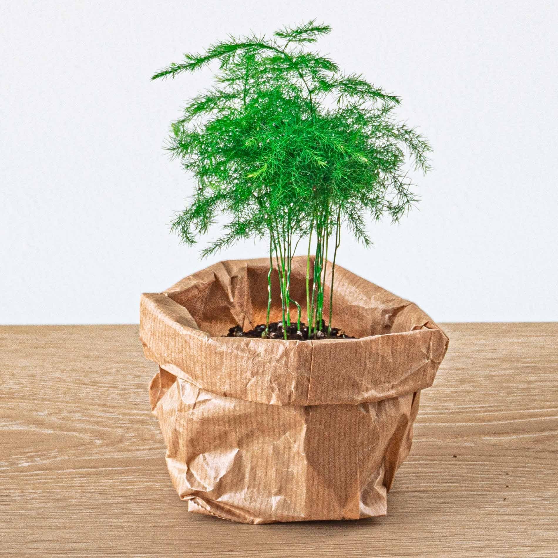 Everspring Nachfüllpackung für Pflanzenterrarien und Starterset mit 5 grünen Pflanzen, kleine Pflanzen in Töpfen, naturbelassen.