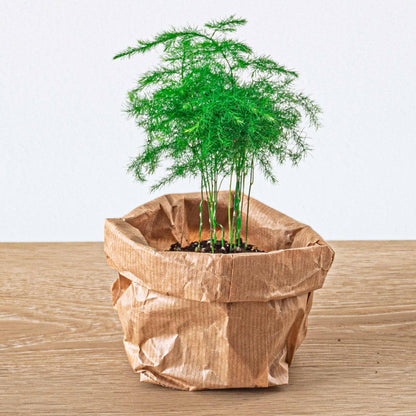 Everspring Nachfüllpackung für Pflanzenterrarien und Starterset mit 5 grünen Pflanzen, kleine Pflanzen in Töpfen, naturbelassen.