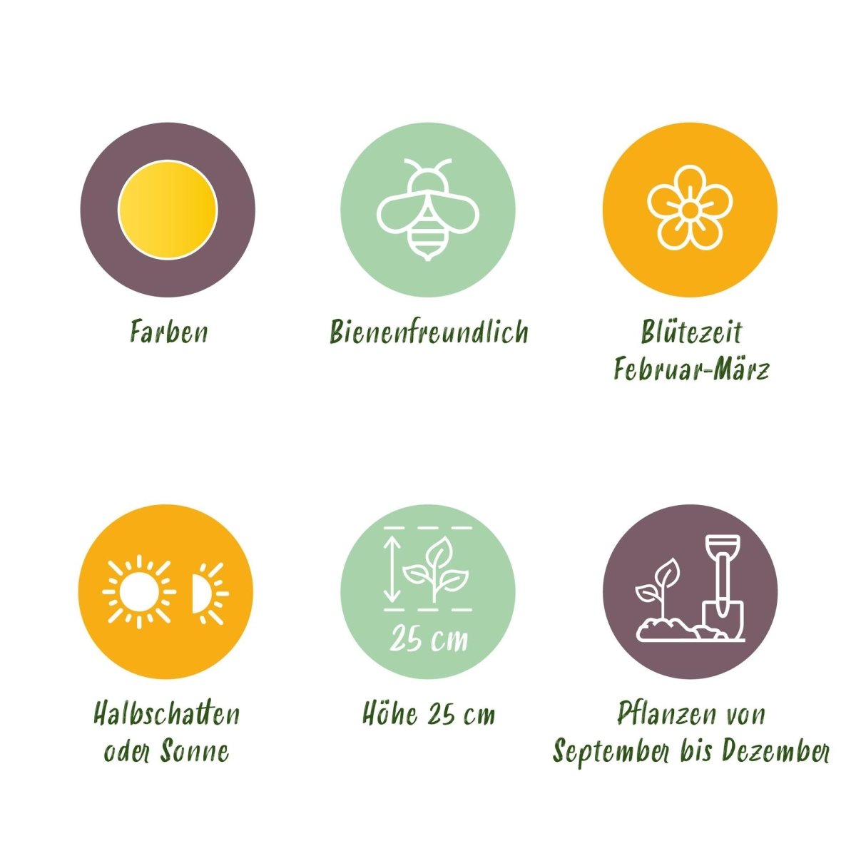 Blumenzwiebeln Eranthis Cilicica | 25 Stück Gelb – Zwiebelgröße 4/5 – XXL Pack - Wurzelwerk Design