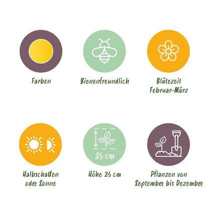 Blumenzwiebeln Eranthis Cilicica | 25 Stück Gelb – Zwiebelgröße 4/5 – XXL Pack - Wurzelwerk Design