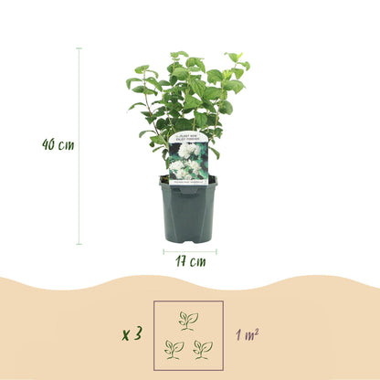 Bauernjasmin - Philadelphus Snowbelle - Blüte Weiß - 1 Pflanze - Laubabwerfend - Wenig Pflege - Topf 17cm Höhe 45cm