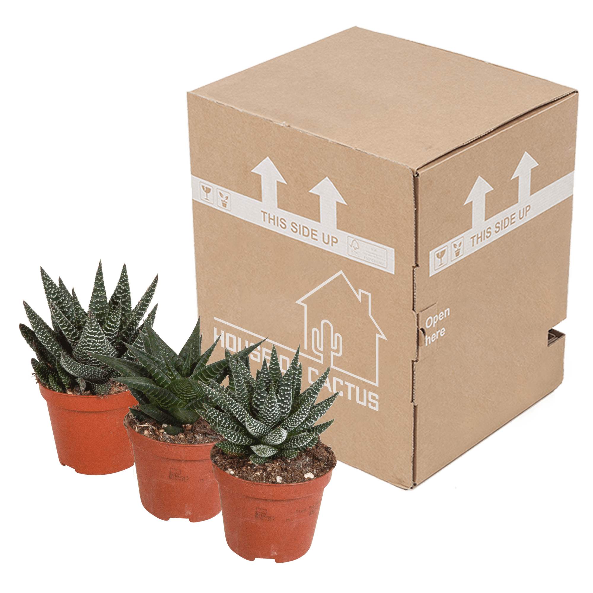 Drei Everspring Gasteria und Haworthia Pflanzen, ca. 8,5 cm Durchmesser, ohne Topf, grüne Sukkulenten, Nahaufnahme