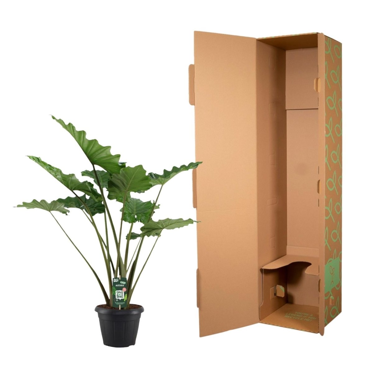 Alocasia Portodora 140 cm – Exotische XL - Zimmerpflanze - Wurzelwerk Design