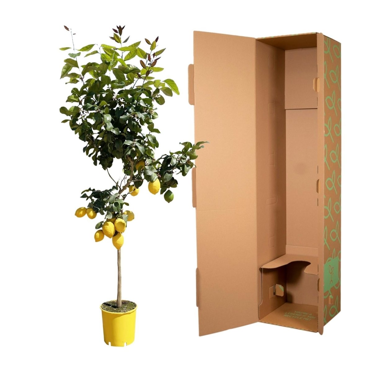 Zitronenbaum - 150 cm - Ø 24 cm - Wurzelwerk Design