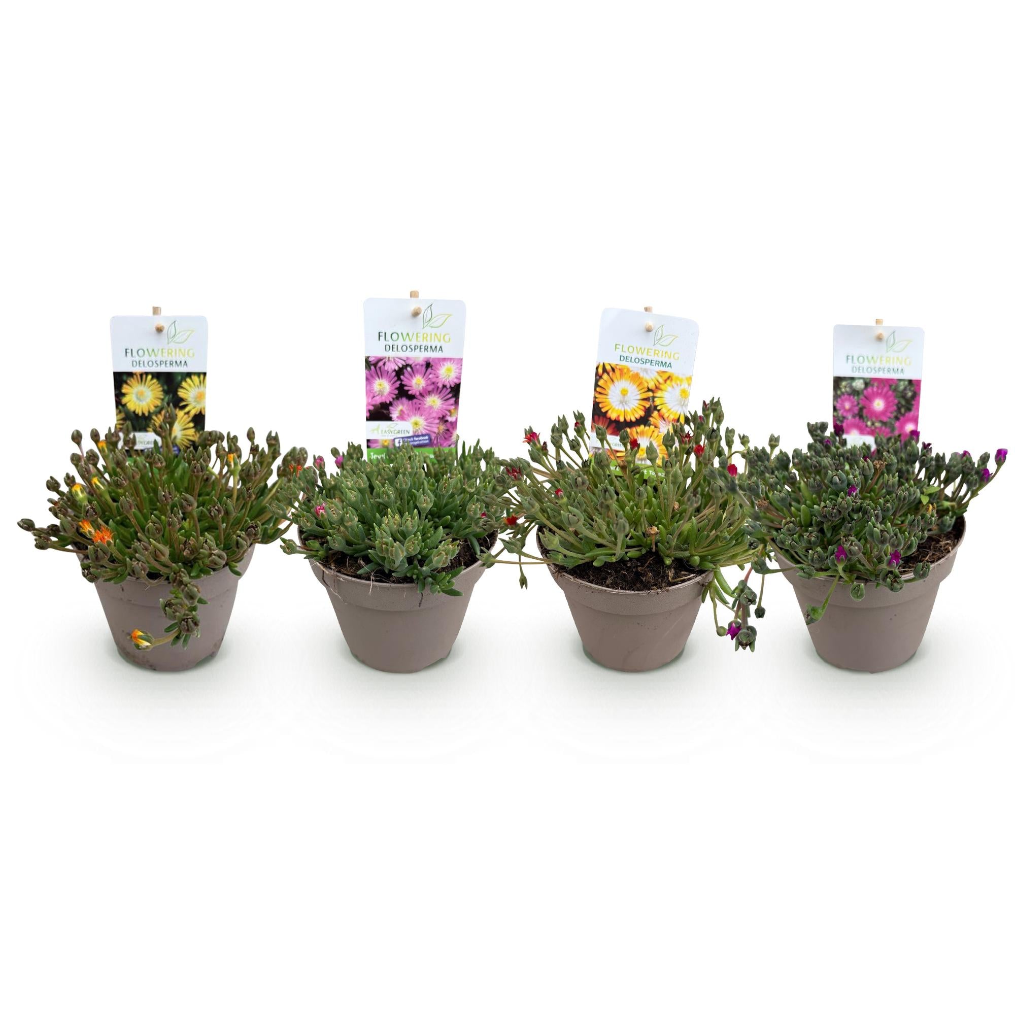 Bodendecker Delosperma Jewel of Desert | 4 winterharte Pflanzen – Farben Rot, Orange, Lila &amp; Rosa