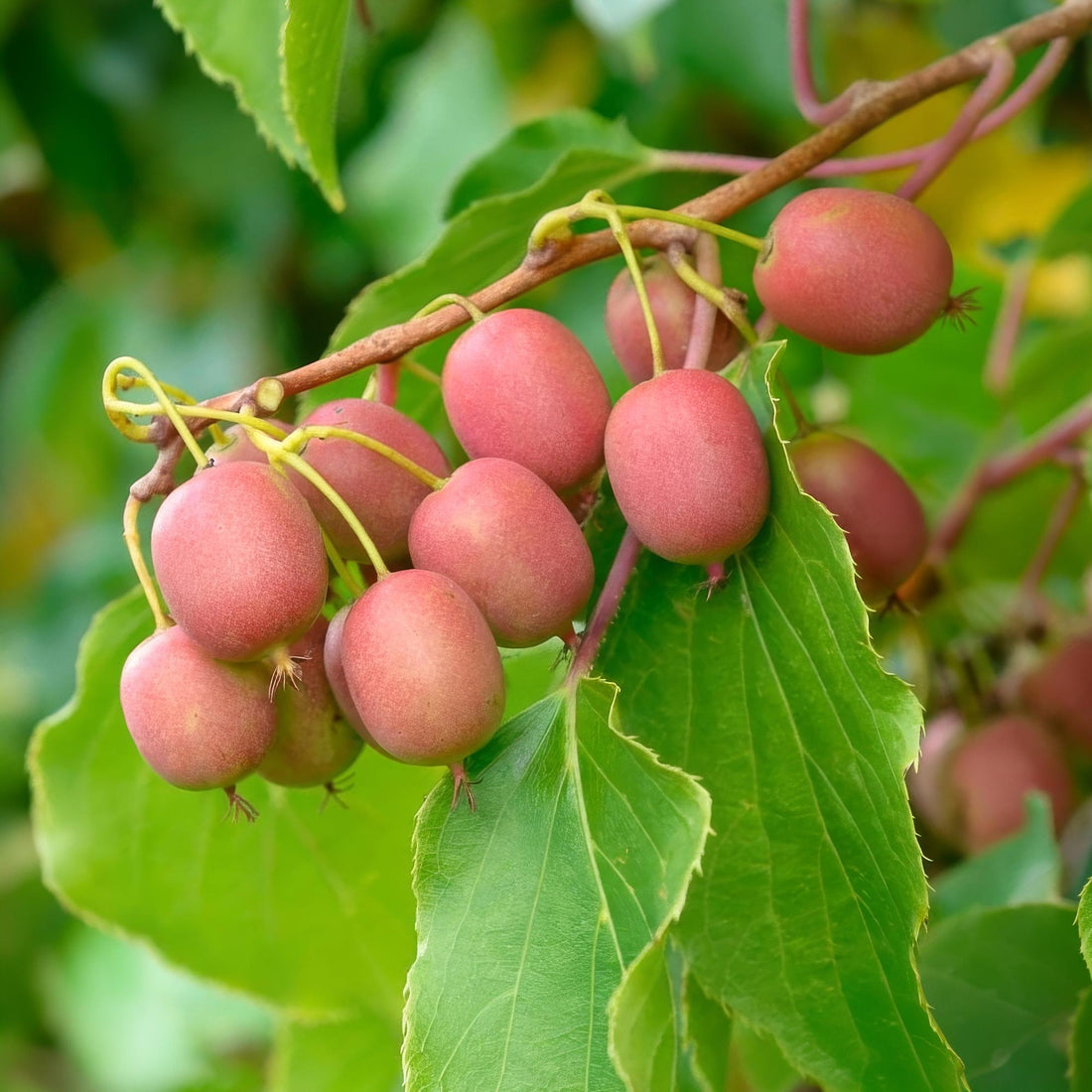 Actinidia arguta &