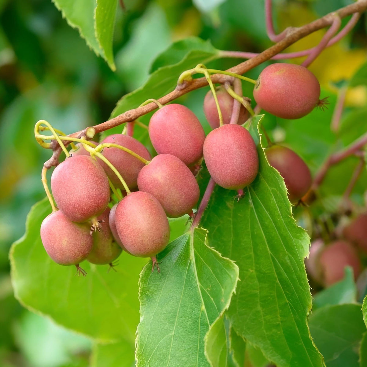 Actinidia arguta &