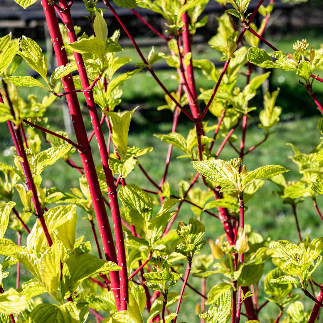 Roter Zweig der Cornus sibirica Pflanze, laubabwerfend, in Topf, etwa 45cm hoch, von Everspring, pflegeleicht.