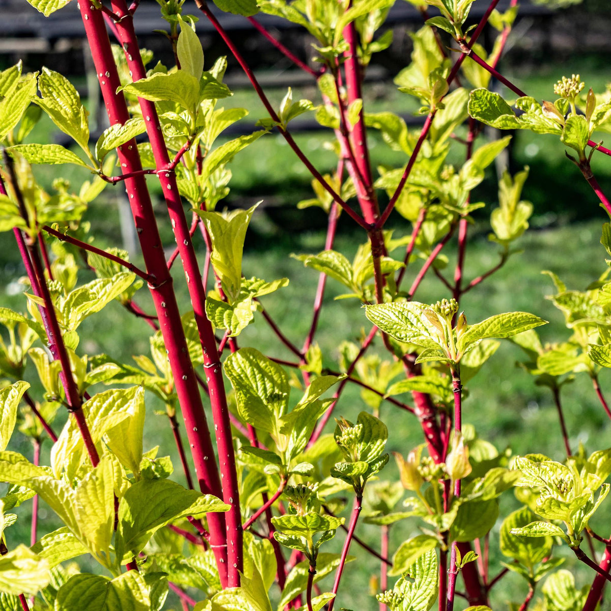 Roter Zweig der Cornus sibirica Pflanze, laubabwerfend, in Topf, etwa 45cm hoch, von Everspring, pflegeleicht.