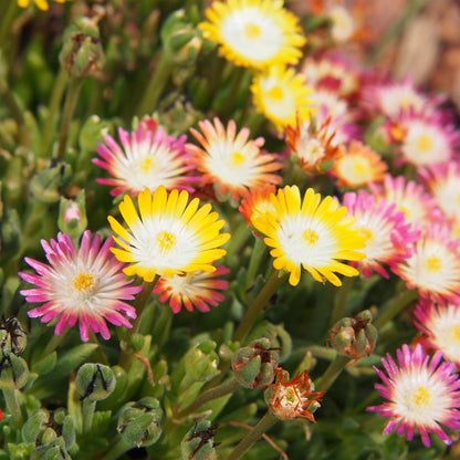 Bodendecker Delosperma Jewel of Desert | 4 winterharte Pflanzen – Farben Rot, Orange, Lila &amp; Rosa