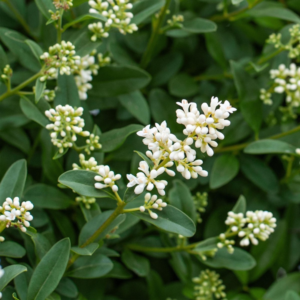 Ligustrum ovalifolium – 8 Pflanzen für 1 m Hecke | Immergrün &amp; schnittfest - Wurzelwerk Design