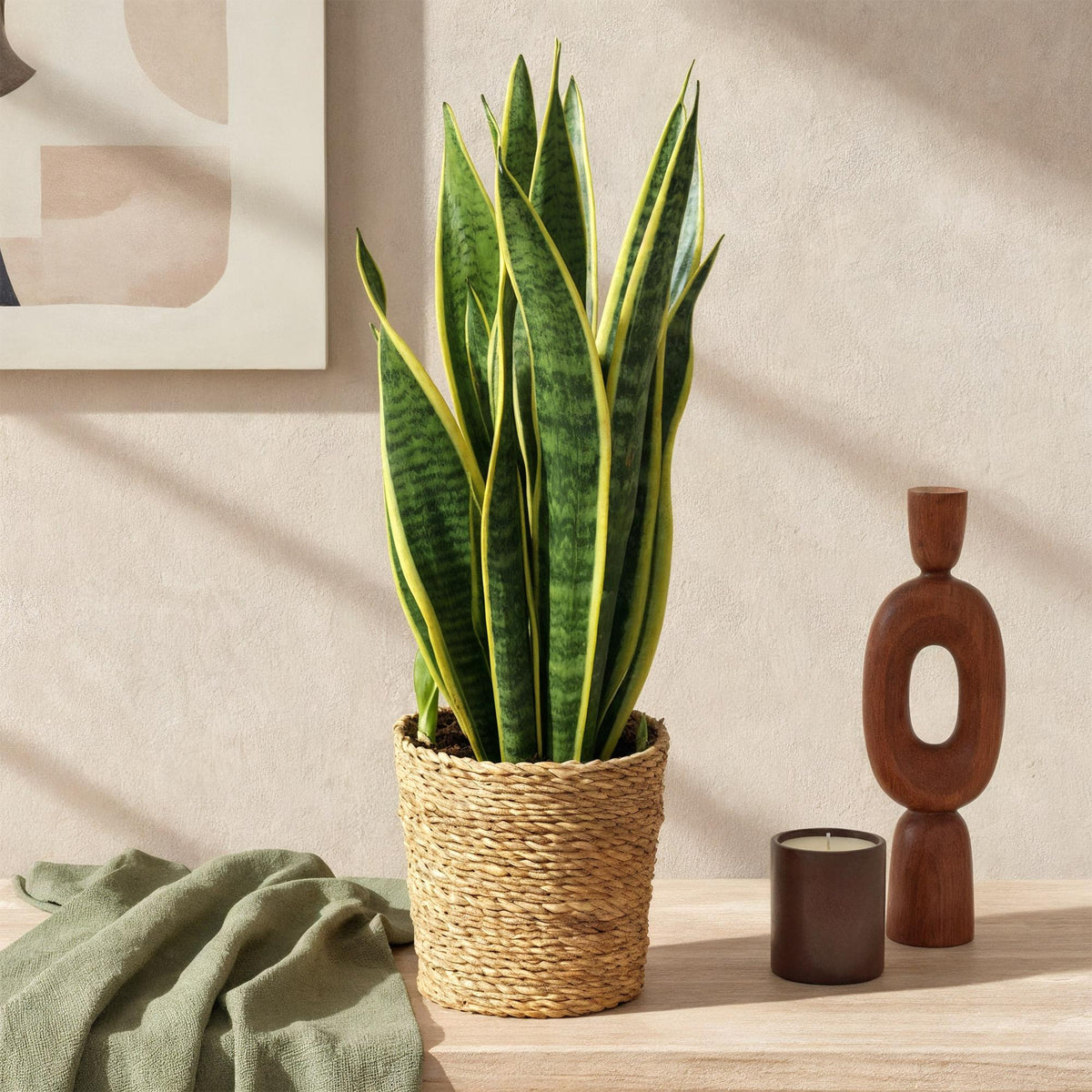 Sansevieria Laurentii, pflegeleichte Schwiegermutterzunge im Korb, grün mit gelben Blatträndern, 60-70cm hoch, Everspring.